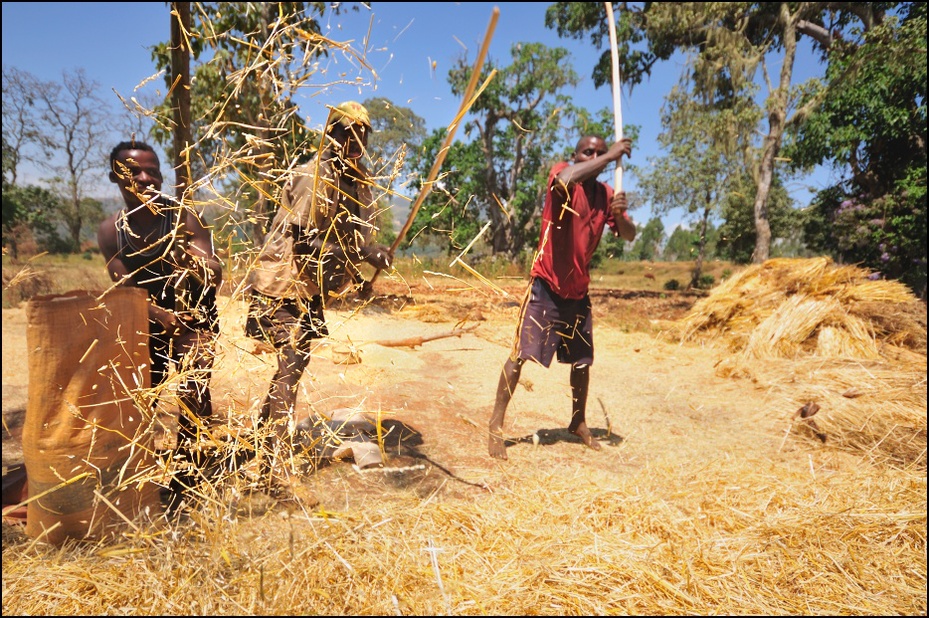  Rolnicy Dorze Ludzie Nikon D300 Sigma 10-20mm f/4-5.6 HSM Etiopia 0 rodzina traw siano drzewo żniwa roślina słoma rolnictwo trawa gleba przyciąć