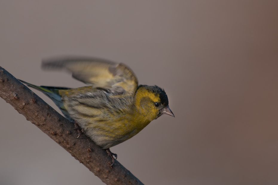  Czyż Ptaki Nikon D300 Sigma APO 500mm f/4.5 DG/HSM Zwierzęta ptak dziób fauna dzikiej przyrody skrzydło pióro zięba flycatcher starego świata organizm ptak przysiadujący