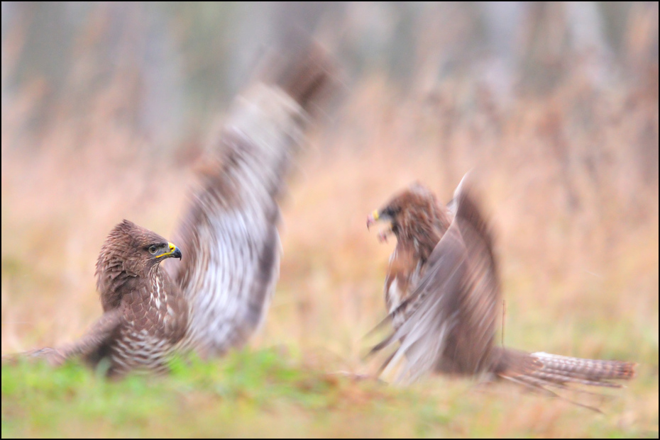  Bójka myszołowów Ptaki Nikon D300 Sigma APO 500mm f/4.5 DG/HSM Zwierzęta ptak fauna dzikiej przyrody dziób ogon wróbel pióro ecoregion Wróbel zięba