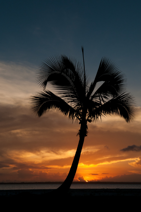  Zanzibarska Plaża Krajobraz Nikon D300 AF-S Zoom-Nikkor 17-55mm f/2.8G IF-ED Zanzibar 0 niebo zachód słońca drzewo palmowe Arecales roślina drzewiasta drzewo wschód słońca zmierzch atmosfera ziemi horyzont