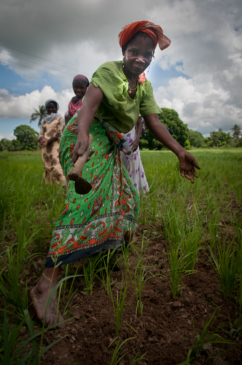  Plantacja ryżu Ludzie Nikon D300 AF-S Zoom-Nikkor 17-55mm f/2.8G IF-ED Zanzibar 0 trawa roślina rolnictwo pole obszar wiejski gleba drzewo przyciąć dziewczyna rodzina traw