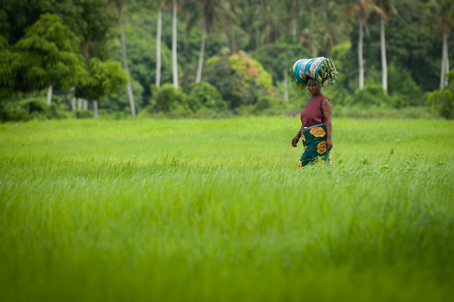  Plantacja ryżu Ludzie Nikon D300 AF-S Zoom-Nikkor 17-55mm f/2.8G IF-ED Zanzibar 0 Zielony pole rolnictwo trawa pole ryżowe łąka przyciąć trawnik rodzina traw ranek