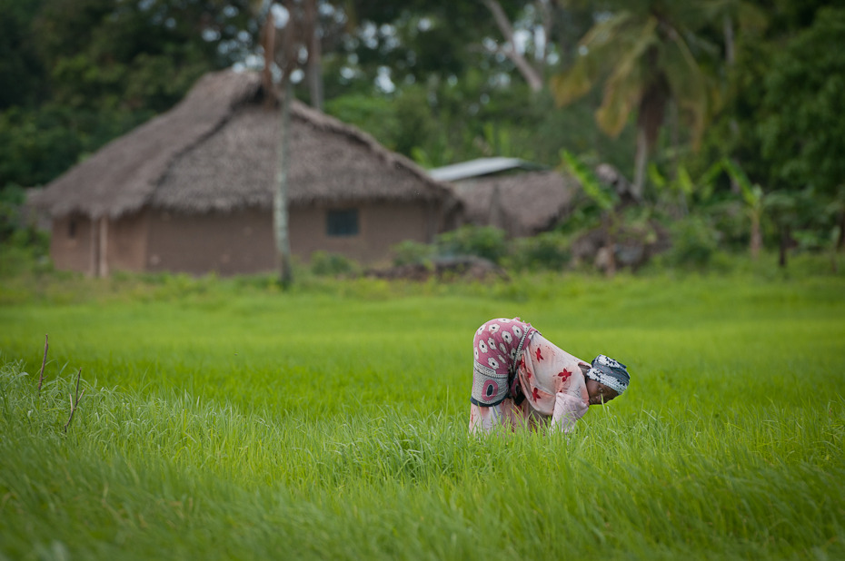  Plantacja ryżu Ludzie Nikon D300 AF-S Zoom-Nikkor 17-55mm f/2.8G IF-ED Zanzibar 0 Zielony trawa pole pole ryżowe łąka rolnictwo roślina liść trawnik drzewo