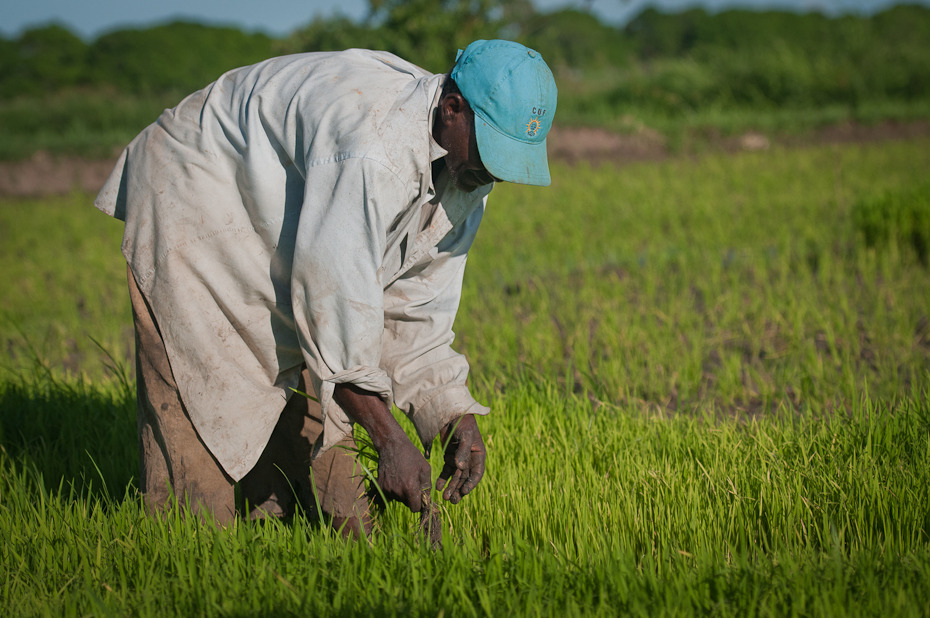  Plantacja ryżu Ludzie Nikon D300 AF-S Nikkor 70-200mm f/2.8G Zanzibar 0 rolnictwo przyciąć pole łąka trawa pole ryżowe ekosystem roślina rodzina traw gospodarstwo rolne