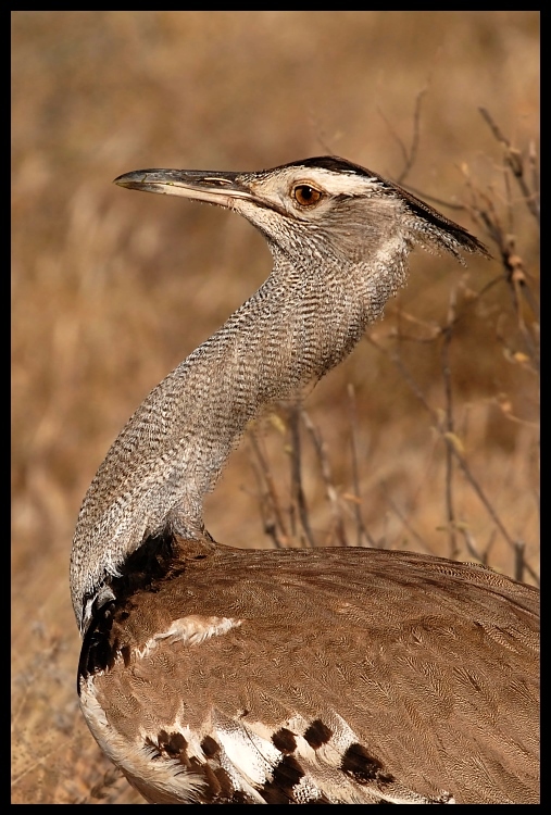  Drop olbrzymi Ptaki drop ptaki kenia Nikon D200 Sigma APO 500mm f/4.5 DG/HSM Kenia 0 ptak fauna dziób dzikiej przyrody zwierzę lądowe pióro