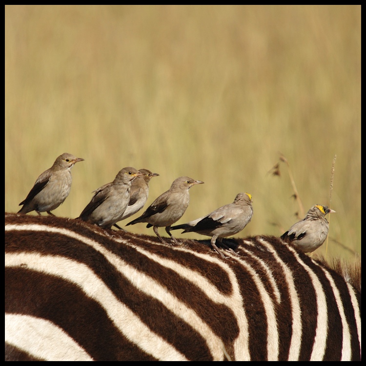  Zebra ptaki Przyroda zebra, kenia Nikon D70 Sigma APO 50-500mm f/4-6.3 HSM Kenia 0 ptak fauna ekosystem dzikiej przyrody dziób wróbel zięba organizm Wróbel ecoregion