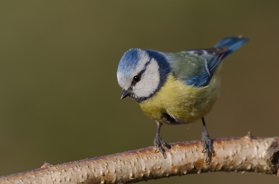  Modraszka Ptaki sikorka modraszka ptaki Nikon D700 Sigma APO 500mm f/4.5 DG/HSM Zwierzęta ptak dziób fauna dzikiej przyrody pióro chickadee ścieśniać ptak przysiadujący zięba organizm