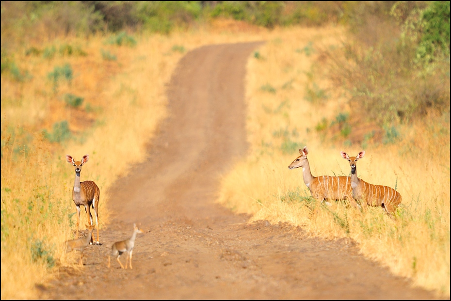  Park Mago Krajobraz Nikon D300 Sigma APO 500mm f/4.5 DG/HSM Etiopia 0 dzikiej przyrody ekosystem łąka fauna pustynia sawanna stado impala rezerwat przyrody preria