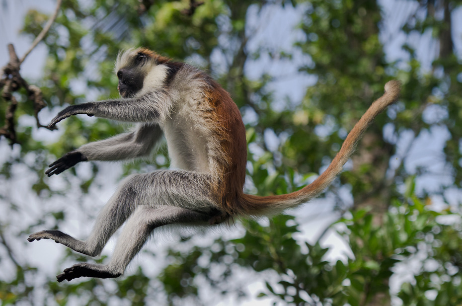  Gereza czerwona Las Jozani Nikon D7000 AF-S Nikkor 70-200mm f/2.8G Zanzibar 0 fauna ssak dzikiej przyrody prymas nowa małpa świata drzewo stary świat małpa makak