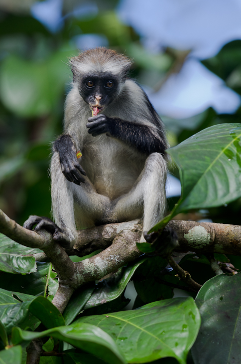  Gereza czerwona Las Jozani Nikon D7000 AF-S Nikkor 70-200mm f/2.8G Zanzibar 0 ssak fauna makak liść prymas dzikiej przyrody nowa małpa świata stary świat małpa drzewo organizm