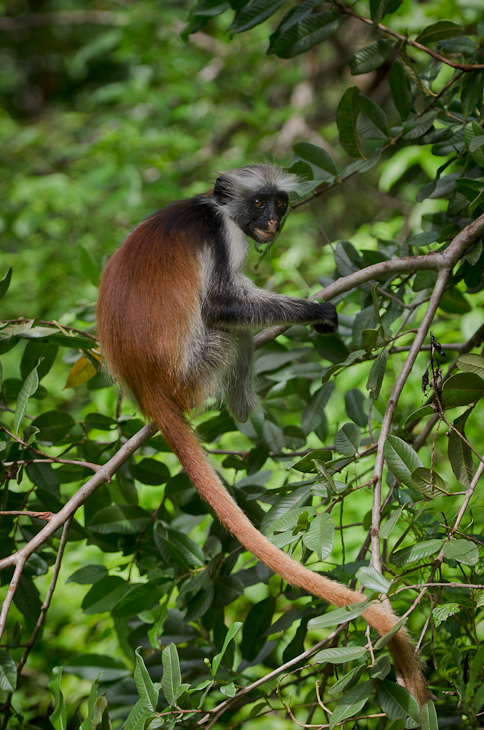  Gereza czerwona Las Jozani Nikon D7000 AF-S Nikkor 70-200mm f/2.8G Zanzibar 0 fauna ssak dzikiej przyrody rezerwat przyrody nowa małpa świata prymas stary świat małpa dżungla makak Pająk Małpa