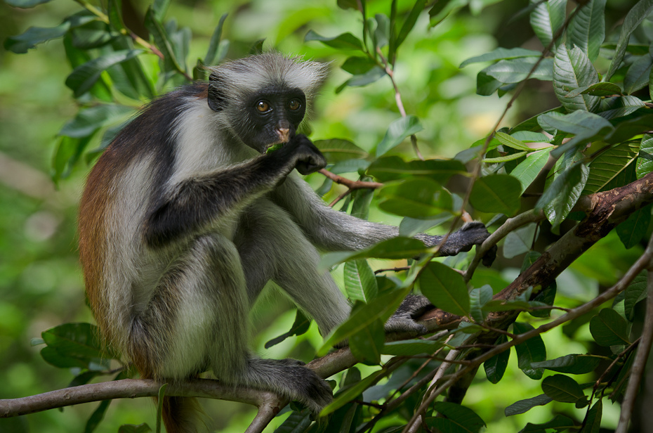  Gereza czerwona Las Jozani Nikon D7000 AF-S Nikkor 70-200mm f/2.8G Zanzibar 0 fauna ssak dzikiej przyrody makak liść prymas flora nowa małpa świata stary świat małpa drzewo
