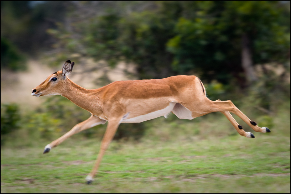  Impala biegu Zwierzęta Nikon D300 Sigma APO 500mm f/4.5 DG/HSM Kenia 0 dzikiej przyrody fauna ssak antylopa impala zwierzę lądowe springbok gazela jeleń trawa