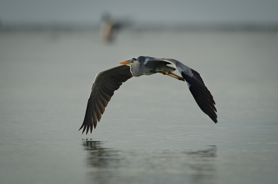  Czapla siwa Ptaki Nikon D7000 Sigma APO 500mm f/4.5 DG/HSM Zanzibar 0 ptak woda dziób ptak morski fauna dzikiej przyrody kormoran wodny ptak skrzydło frajer