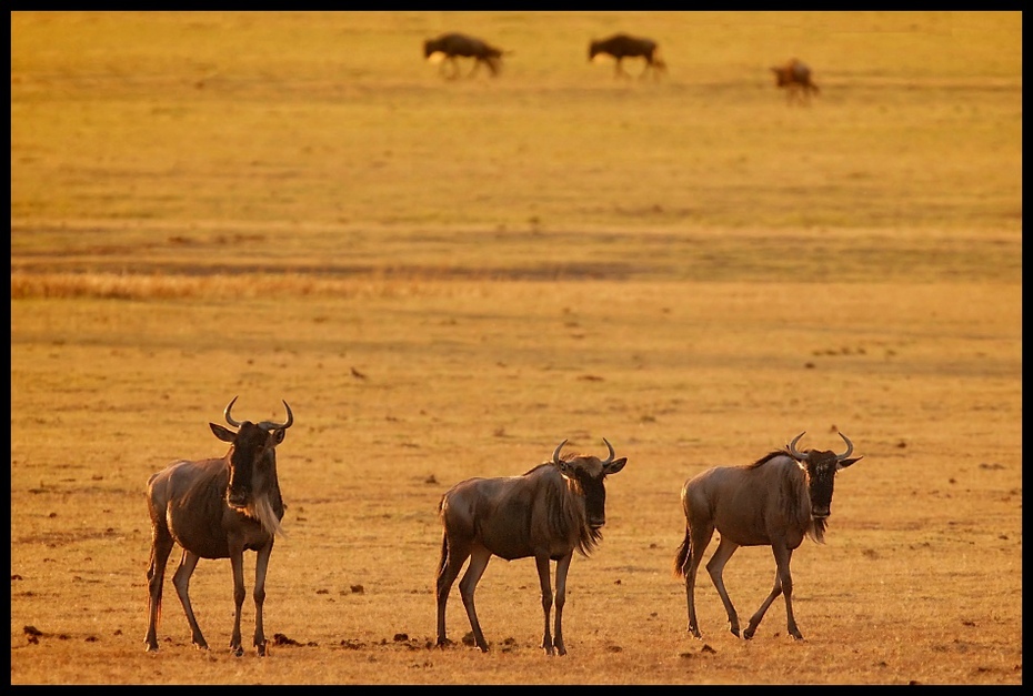  Antylopa gnu Przyroda Nikon D200 Sigma APO 500mm f/4.5 DG/HSM Kenia 0 dzikiej przyrody ekosystem fauna stado łąka sawanna safari migracja zwierząt Równina