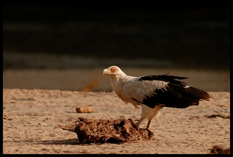  Palmojad Ptaki palmojad ptaki Nikon D200 Sigma APO 50-500mm f/4-6.3 HSM Kenia 0 ptak fauna dziób ptak drapieżny dzikiej przyrody sęp ecoregion