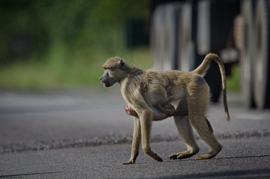  Przejście przez drogę Przyroda Nikon D7000 AF-S Nikkor 70-200mm f/2.8G Tanzania 0 ssak fauna dzikiej przyrody makak stary świat małpa prymas rasa psa pysk grupa psów pies uliczny