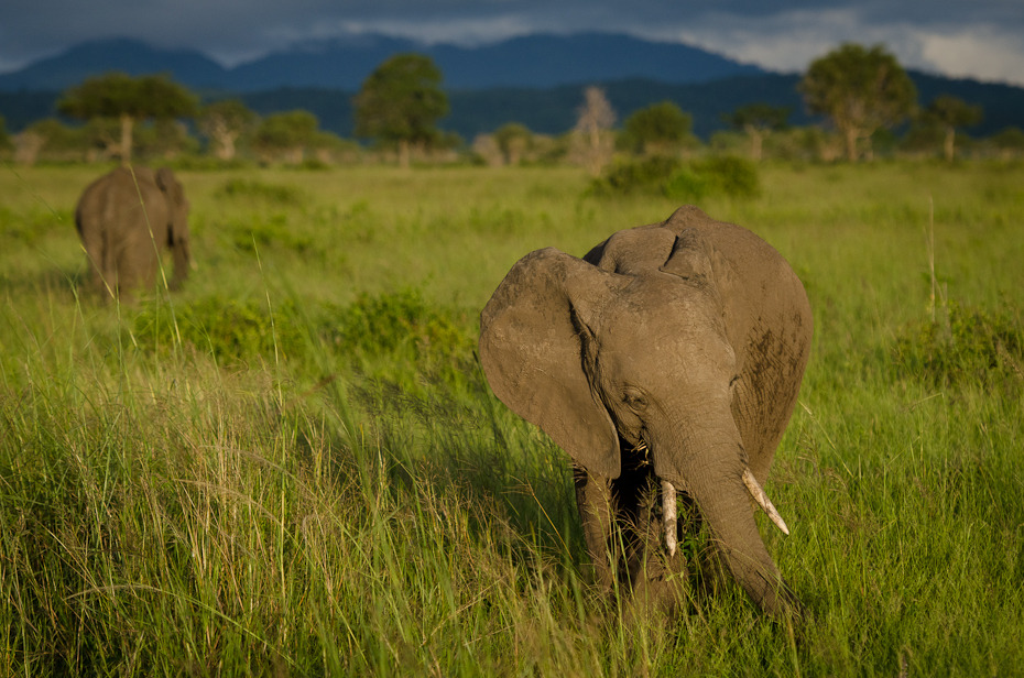  Słonie Przyroda Nikon D7000 AF-S Nikkor 70-200mm f/2.8G Tanzania 0 dzikiej przyrody łąka ekosystem zwierzę lądowe sawanna słonie i mamuty fauna pustynia trawa słoń