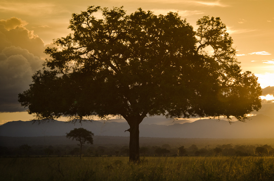  Drzewo Przyroda Nikon D7000 AF-S Nikkor 70-200mm f/2.8G Tanzania 0 Natura drzewo niebo ranek wschód słońca świt światło słoneczne wieczór atmosfera sawanna