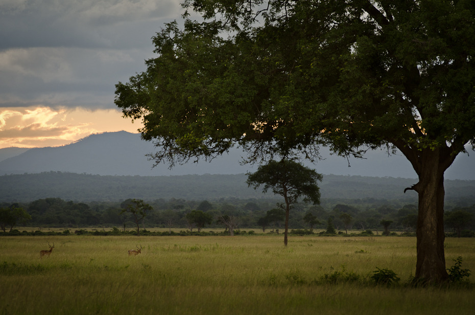  Antylopy Przyroda Nikon D7000 AF-S Nikkor 70-200mm f/2.8G Tanzania 0 łąka drzewo niebo sawanna pole ekosystem Równina Chmura pastwisko ranek