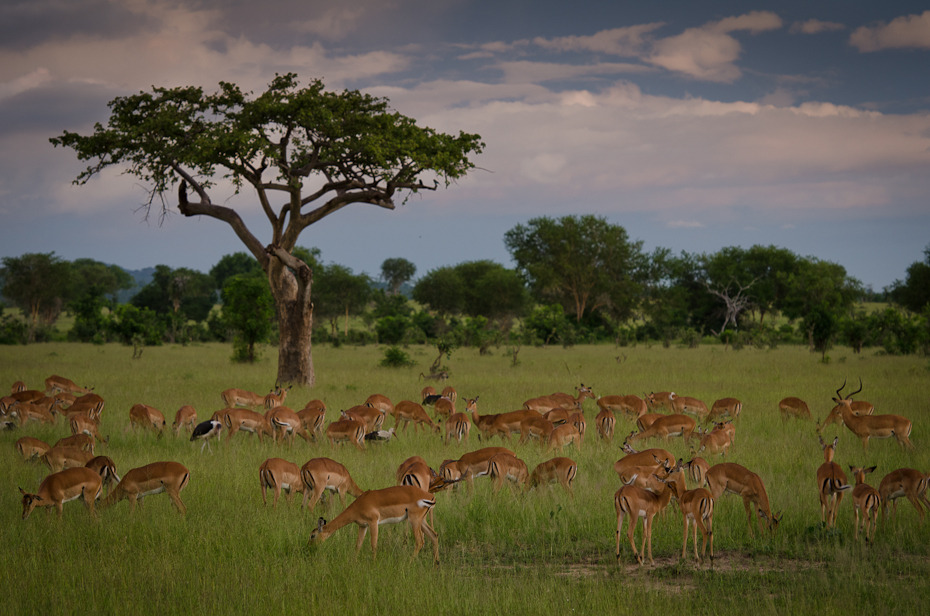  Antylopy Przyroda Nikon D7000 AF-S Nikkor 70-200mm f/2.8G Tanzania 0 dzikiej przyrody łąka stado ekosystem sawanna rezerwat przyrody fauna pustynia Równina impala