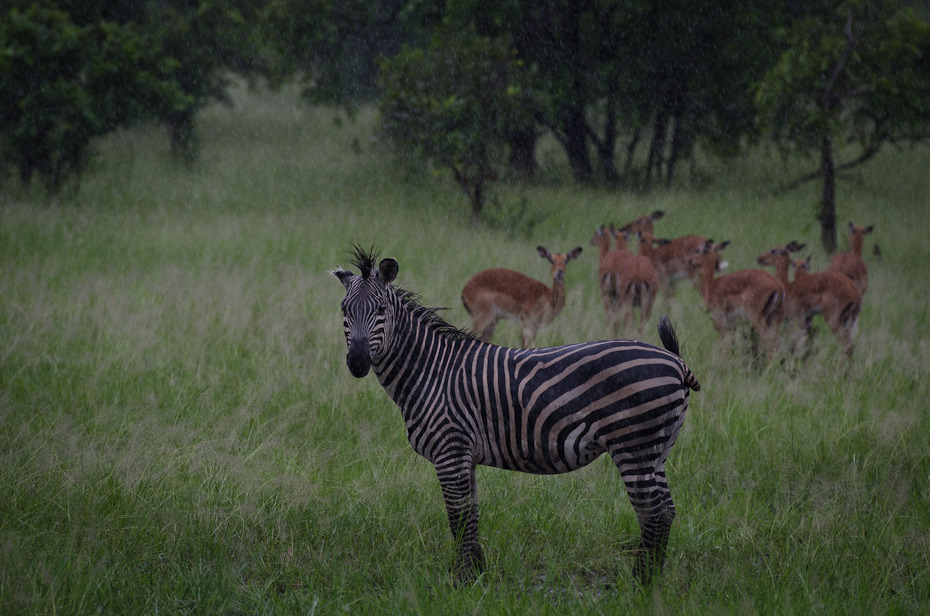  Zebra deszczu Przyroda Nikon D7000 AF-S Nikkor 70-200mm f/2.8G Tanzania 0 dzikiej przyrody łąka zwierzę lądowe zebra fauna ekosystem trawa pustynia sawanna rezerwat przyrody