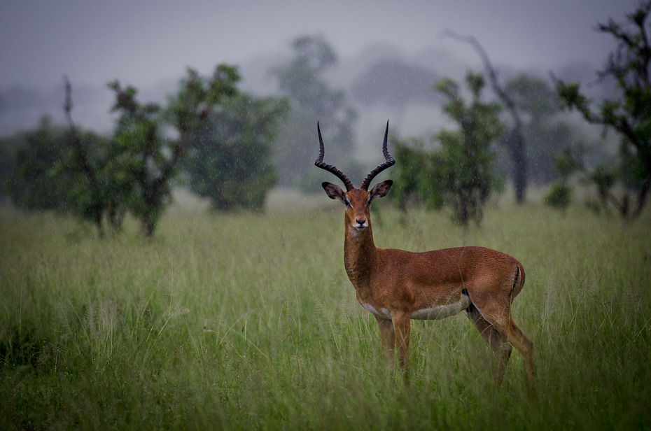  Antylopa deszczu Przyroda Nikon D7000 AF-S Nikkor 70-200mm f/2.8G Tanzania 0 dzikiej przyrody łąka ekosystem fauna antylopa gazela pustynia impala zwierzę lądowe rezerwat przyrody