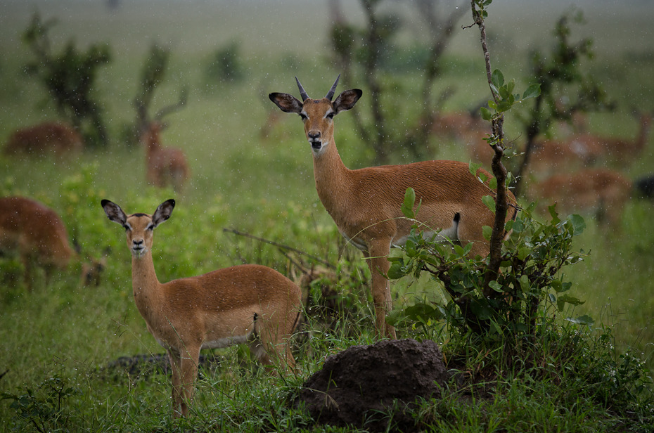  Antylopy deszczu Przyroda Nikon D7000 AF-S Nikkor 70-200mm f/2.8G Tanzania 0 dzikiej przyrody fauna ekosystem ssak zwierzę lądowe jeleń rezerwat przyrody pustynia łąka antylopa