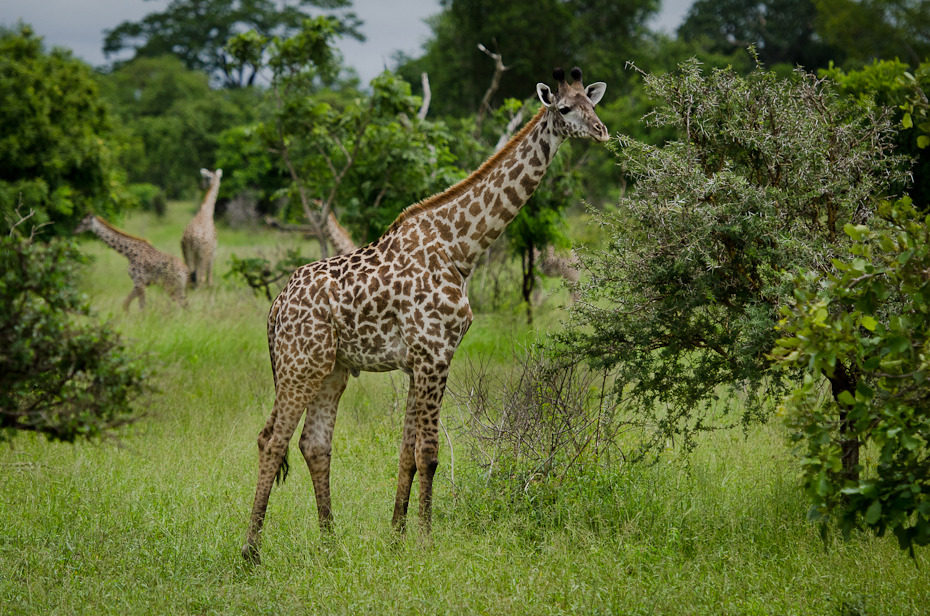  Żyrafy Przyroda Nikon D7000 AF-S Nikkor 70-200mm f/2.8G Tanzania 0 żyrafa dzikiej przyrody zwierzę lądowe ekosystem łąka fauna rezerwat przyrody żyrafy pustynia Park Narodowy