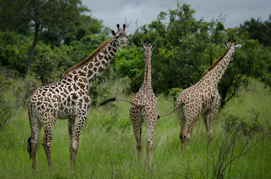  Żyrafy Przyroda Nikon D7000 AF-S Nikkor 70-200mm f/2.8G Tanzania 0 żyrafa dzikiej przyrody zwierzę lądowe ekosystem łąka żyrafy fauna pustynia rezerwat przyrody Park Narodowy