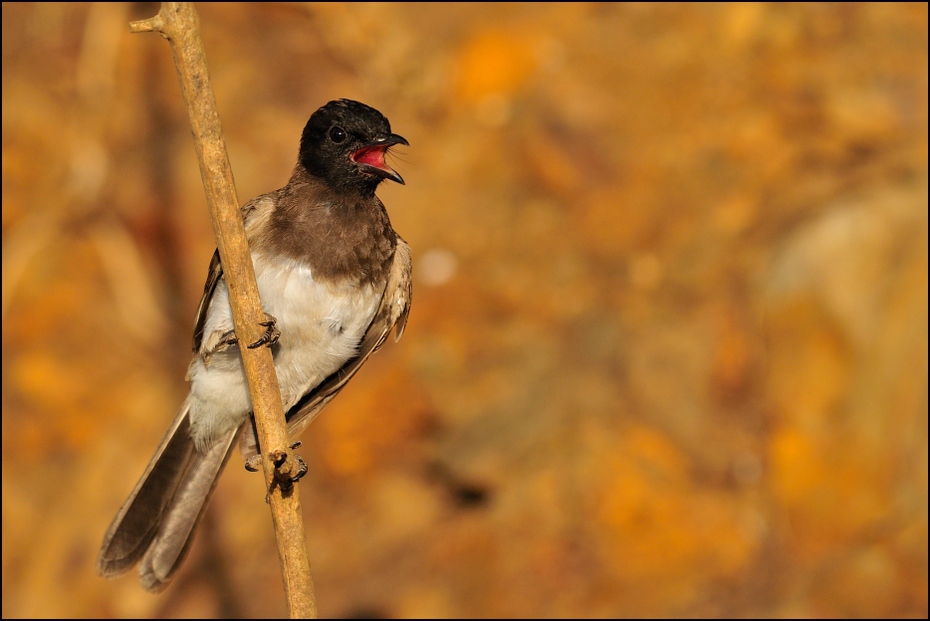  Bilbil łuskopierśny Ptaki Nikon D300 Sigma APO 500mm f/4.5 DG/HSM Etiopia 0 ptak fauna dziób dzikiej przyrody zięba słowik Emberizidae bulbul organizm ptak przysiadujący