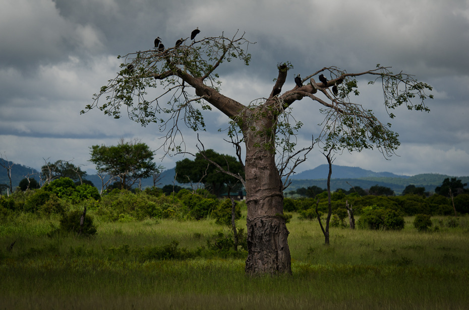  Baobab marabuty Przyroda Nikon D7000 AF-S Nikkor 70-200mm f/2.8G Tanzania 0 drzewo sawanna ekosystem roślina drzewiasta niebo łąka wegetacja Chmura dzikiej przyrody trawa
