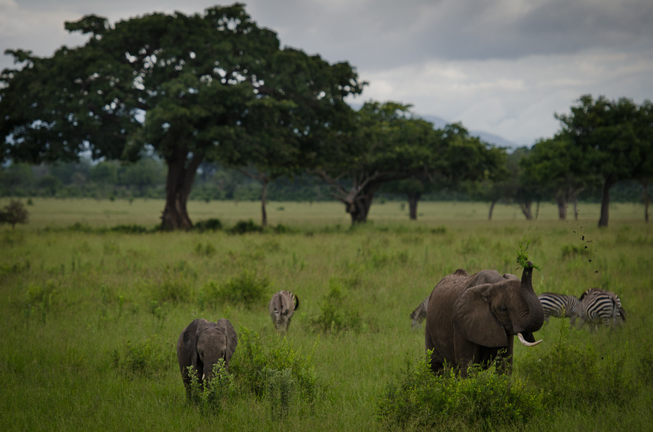  Słonie zebry Przyroda Nikon D7000 AF-S Nikkor 70-200mm f/2.8G Tanzania 0 dzikiej przyrody łąka ekosystem fauna sawanna rezerwat przyrody pustynia safari zwierzę lądowe trawa