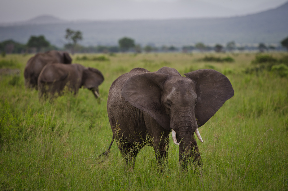  Słonie Przyroda Nikon D7000 AF-S Nikkor 70-200mm f/2.8G Tanzania 0 słoń słonie i mamuty dzikiej przyrody łąka zwierzę lądowe słoń indyjski ekosystem trawa pustynia sawanna