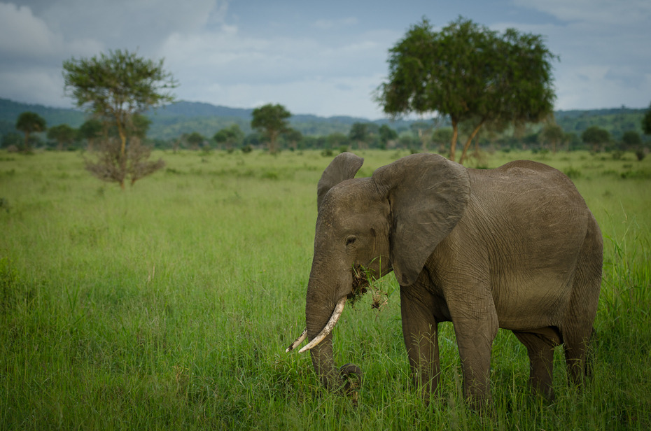  Słoń Przyroda Nikon D7000 AF-S Nikkor 70-200mm f/2.8G Tanzania 0 dzikiej przyrody słonie i mamuty słoń łąka zwierzę lądowe ekosystem słoń indyjski fauna pustynia sawanna