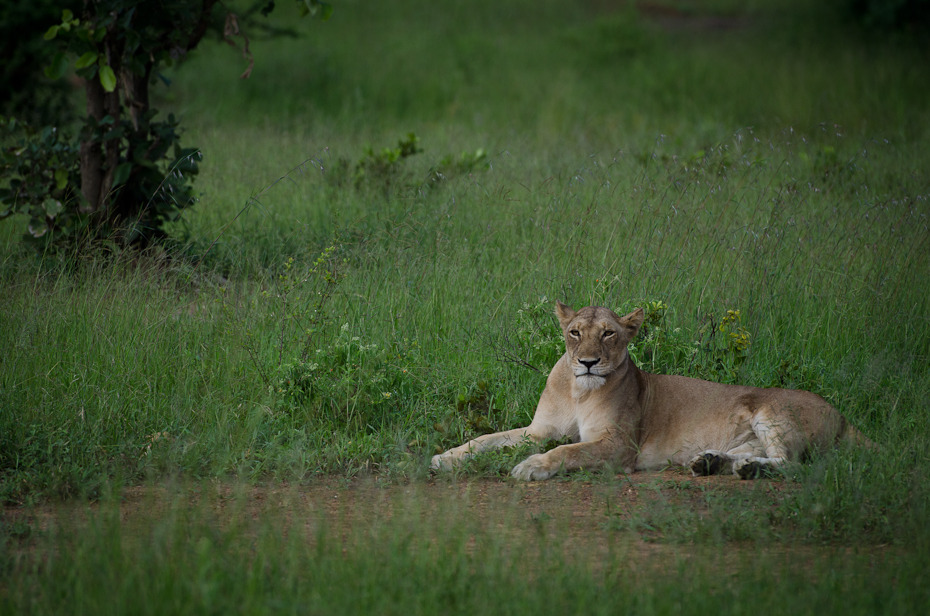  Lwica Przyroda Nikon D7000 Sigma APO 500mm f/4.5 DG/HSM Tanzania 0 dzikiej przyrody Lew fauna łąka ssak pustynia trawa Park Narodowy zwierzę lądowe masajski lew