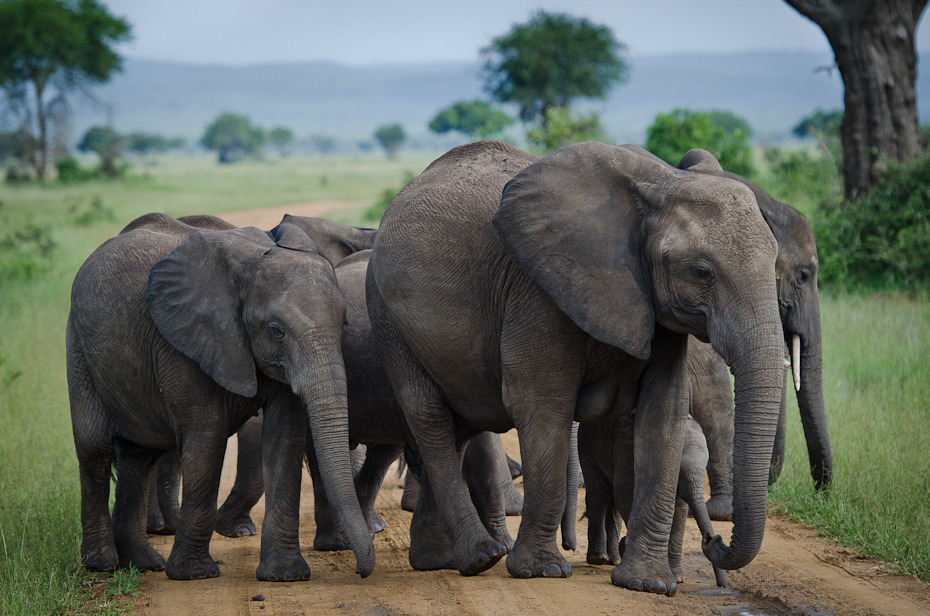  Słonie Przyroda Nikon D7000 AF-S Nikkor 70-200mm f/2.8G Tanzania 0 słoń słonie i mamuty dzikiej przyrody zwierzę lądowe słoń indyjski ssak Słoń afrykański fauna kieł safari