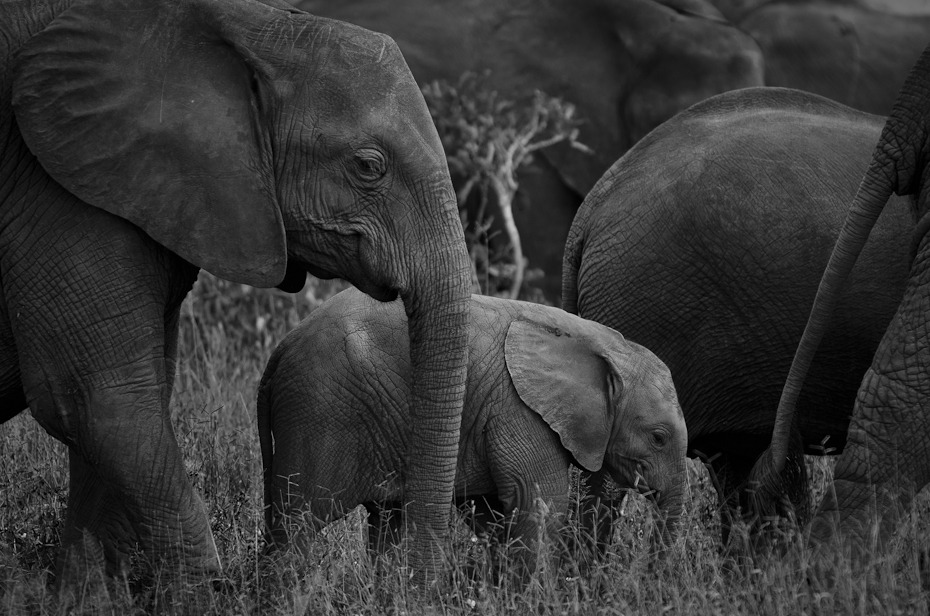  Słonie Przyroda Nikon D7000 AF-S Nikkor 70-200mm f/2.8G Tanzania 0 słoń słonie i mamuty dzikiej przyrody zwierzę lądowe czarny czarny i biały słoń indyjski ssak fauna fotografia monochromatyczna
