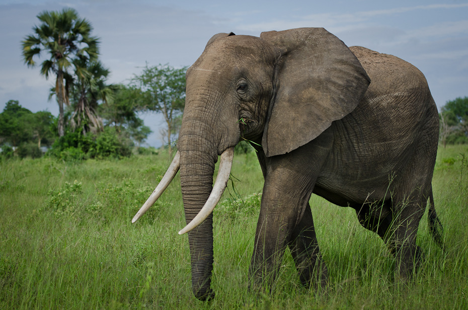  Słoń Przyroda Nikon D7000 AF-S Nikkor 70-200mm f/2.8G Tanzania 0 słoń słonie i mamuty dzikiej przyrody zwierzę lądowe łąka słoń indyjski ekosystem Słoń afrykański pustynia fauna