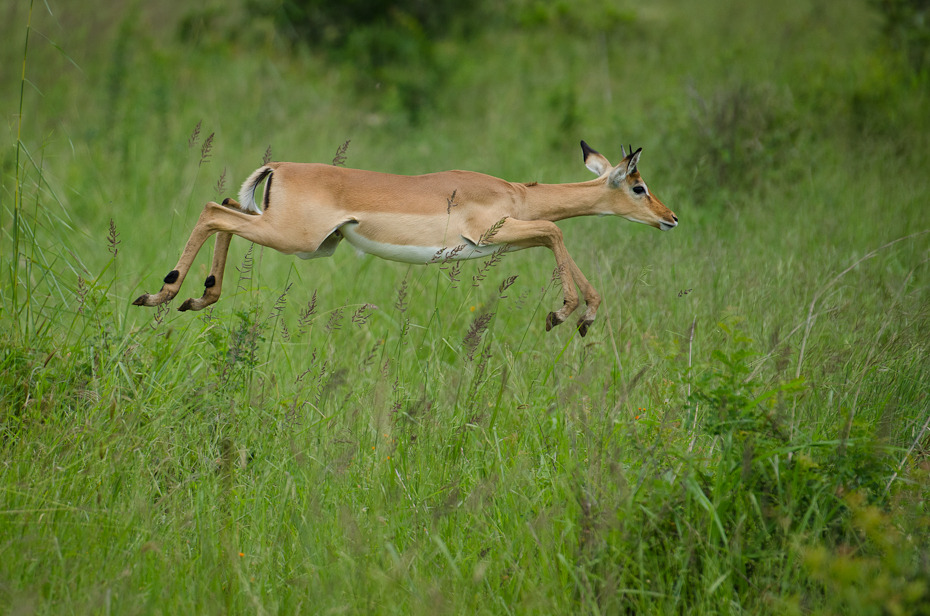  Antylopa biegu Przyroda Nikon D7000 AF-S Nikkor 70-200mm f/2.8G Tanzania 0 dzikiej przyrody łąka ekosystem fauna zwierzę lądowe ssak antylopa preria rezerwat przyrody gazela