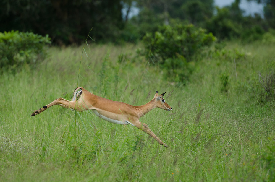  Antylopa biegu Przyroda Nikon D7000 AF-S Nikkor 70-200mm f/2.8G Tanzania 0 dzikiej przyrody ekosystem łąka fauna ssak impala rezerwat przyrody trawa gazela preria