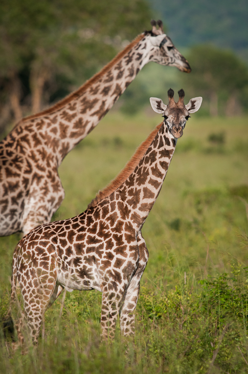  Żyrafy Przyroda Nikon D300 Sigma APO 500mm f/4.5 DG/HSM Tanzania 0 żyrafa dzikiej przyrody zwierzę lądowe żyrafy fauna łąka pustynia sawanna trawa organizm