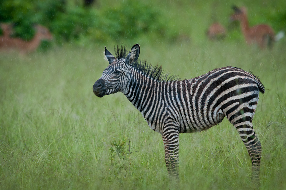  Zebra deszczu Przyroda Nikon D300 Sigma APO 500mm f/4.5 DG/HSM Tanzania 0 dzikiej przyrody zwierzę lądowe zebra łąka fauna ssak ekosystem trawa pustynia sawanna