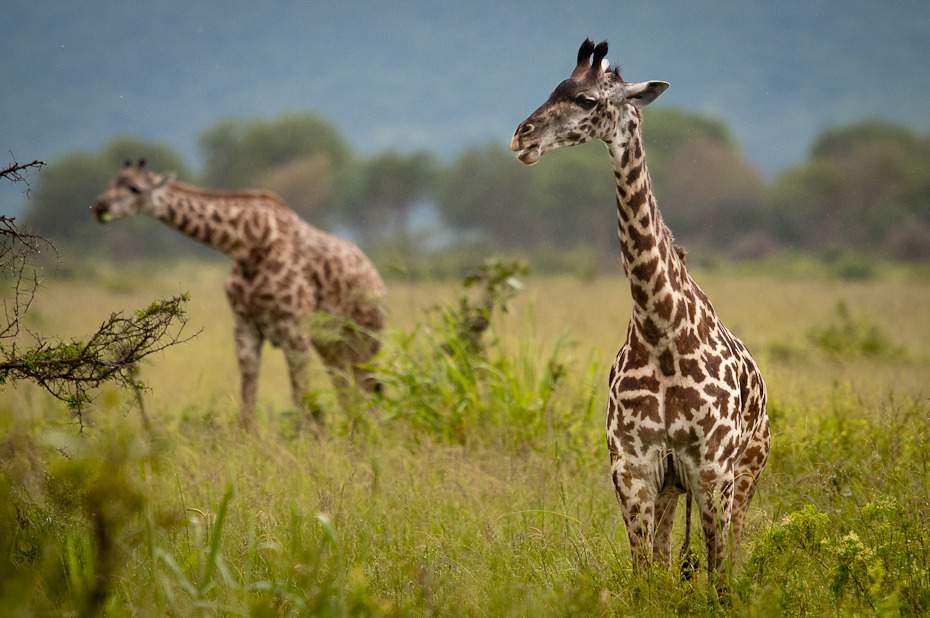 Żyrafy Przyroda Nikon D300 Sigma APO 500mm f/4.5 DG/HSM Tanzania 0 żyrafa zwierzę lądowe dzikiej przyrody łąka ekosystem fauna żyrafy pustynia sawanna rezerwat przyrody