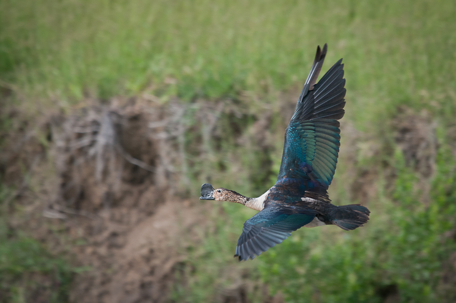  Dziwonos szaroboczny Ptaki Nikon D300 Sigma APO 500mm f/4.5 DG/HSM Tanzania 0 ptak fauna ekosystem dzikiej przyrody dziób skrzydło pióro