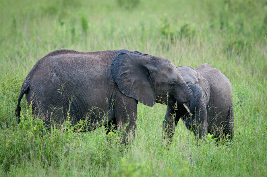  Młode słonie Przyroda Nikon D300 Sigma APO 500mm f/4.5 DG/HSM Tanzania 0 słoń dzikiej przyrody słonie i mamuty zwierzę lądowe łąka słoń indyjski trawa ssak pustynia ekosystem
