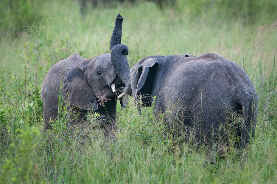 Młode słonie Przyroda Nikon D300 Sigma APO 500mm f/4.5 DG/HSM Tanzania 0 słonie i mamuty słoń dzikiej przyrody zwierzę lądowe słoń indyjski łąka ssak pustynia rezerwat przyrody trawa