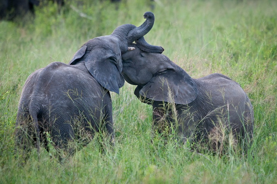  Młode słonie Przyroda Nikon D300 Sigma APO 500mm f/4.5 DG/HSM Tanzania 0 słoń słonie i mamuty dzikiej przyrody zwierzę lądowe słoń indyjski trawa łąka pustynia fauna kieł