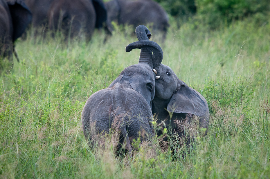  Młode słonie Przyroda Nikon D300 Sigma APO 500mm f/4.5 DG/HSM Tanzania 0 słonie i mamuty słoń dzikiej przyrody zwierzę lądowe ssak słoń indyjski fauna trawa kieł Park Narodowy