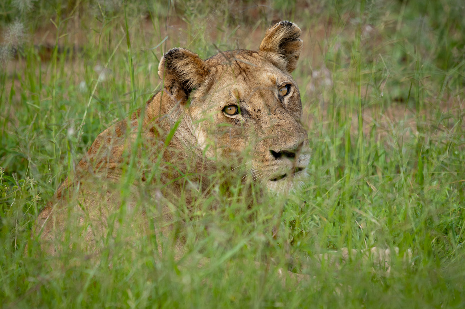  Lwica Przyroda Nikon D300 Sigma APO 500mm f/4.5 DG/HSM Tanzania 0 dzikiej przyrody łąka zwierzę lądowe Lew pustynia fauna ssak trawa ekosystem masajski lew